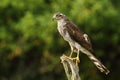 Majestic sparrow hawk Royalty Free Stock Photo