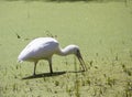 A Majestic Spoonbill is wading in an algae infested lake. Royalty Free Stock Photo