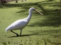 A Majestic Spoonbill is wading in an algae infested lake. Royalty Free Stock Photo