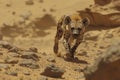 Majestic Spotted Hyena on the Prowl in Sunlit African Desert, Intense Gaze Captured in Wildlife Photography