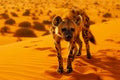 Majestic Spotted Hyena Walking Through Amber Desert Sands Under Golden Sunset Light