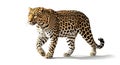 Majestic spotted leopard isolated white background Royalty Free Stock Photo