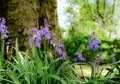 Majestic spring Bluebells seen growing around a plumb tree.