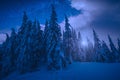 Majestic spruce forest glowing by moonlight