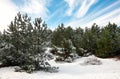 Majestic spruces and trees, covered with hoarfrost and snow