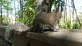 Majestic Squirrel on Guard Royalty Free Stock Photo