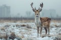 Majestic Stag with Antlers Standing in Snowy Field with Foggy Urban Background