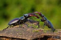 Majestic stag beetles standing against each other ready to fight