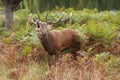 Majestic Stag braying Wild Red Deer Royalty Free Stock Photo