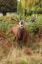 Majestic Stag braying Wild Red Deer Royalty Free Stock Photo