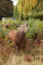 Majestic Stag braying Wild Red Deer Royalty Free Stock Photo