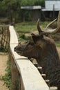 Majestic Stag: Close-Up with Head and Antlers