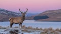 Majestic stag at dawn Royalty Free Stock Photo