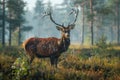 Majestic Stag with Impressive Antlers Standing in Misty Forest at Dawn, Wild Deer in Natural Habitat