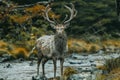 Majestic Stag with Impressive Antlers Standing by a Stream in Autumn Forest Landscape
