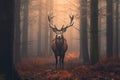 Majestic Stag Regal Deer