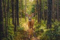 Majestic Stag Standing on Forest Path Surrounded by Lush Greenery and Tall Trees in Natural Habitat