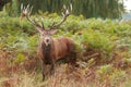 Majestic Stag Wild Red Deer