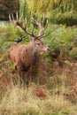 Majestic Stag Wild Red Deer