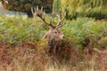 Majestic Stag Wild Red Deer