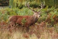 Majestic Stag Wild Red Deer