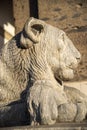 Majestic stone lion statue in piazza plebiscito, naples
