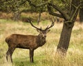 Majestic Stunning red deer stag in Autumn Fall landscape Royalty Free Stock Photo
