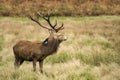 Majestic Stunning red deer stag in Autumn Fall landscape Royalty Free Stock Photo
