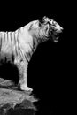 The Majestic Sumatran White Tiger