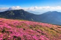 Majestic summer scenery. Rhododendron blooming on the high wild mountains. Concept of nature rebirth. Beautiful photo of mountain Royalty Free Stock Photo