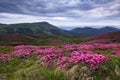 Majestic summer scenery. Rhododendron blooming on the high wild mountains. Concept of nature rebirth. Beautiful photo of mountain Royalty Free Stock Photo