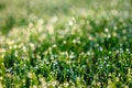 Majestic sunny morning, abstract and dreamy blurred grass drops of dew