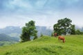 Majestic sunset in the mountains landscape. The cow is grazing in beautiful mountains, Carpathian mountains Royalty Free Stock Photo
