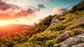 Majestic sunset in the mountains landscape. Spring landscape in mountains with Flower of a rhododendron and the morning sun Royalty Free Stock Photo