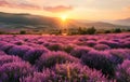 Majestic Sunset Over Blooming Purple Flowers Valley and Distant Mountain Range Royalty Free Stock Photo