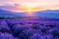 Majestic Sunset Over Blooming Purple Flowers Valley and Distant Mountain Range Royalty Free Stock Photo