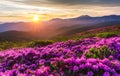 Majestic Sunset Over Blooming Purple Flowers Valley and Distant Mountain Range Royalty Free Stock Photo