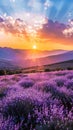 Majestic Sunset Over Blooming Purple Flowers Valley and Distant Mountain Range Royalty Free Stock Photo