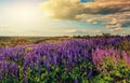 Majestic sunset over field of lupine blue flowers Royalty Free Stock Photo