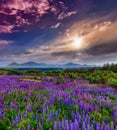 Majestic sunset over field of lupine blue flowers Royalty Free Stock Photo