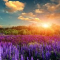 Majestic sunset over field of lupine flowers Royalty Free Stock Photo