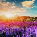 Majestic sunset over field of lupine flowers Royalty Free Stock Photo