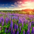 Majestic sunset over field of lupine flowers Royalty Free Stock Photo