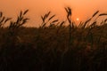 majestic sunset over a wheat field, wheat ears close up under sunshine at sunset. dramatic picturesque summer scene Royalty Free Stock Photo