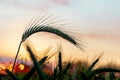 Majestic sunset over a wheat field, wheat ears close up under sunshine at sunset Royalty Free Stock Photo