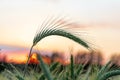 Majestic sunset over a wheat field, wheat ears close up under sunshine at sunset Royalty Free Stock Photo