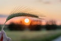 Majestic sunset over a wheat field, wheat ears close up under sunshine at sunset Royalty Free Stock Photo