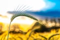 Majestic sunset over a wheat field, wheat ears close up under sunshine at sunset Royalty Free Stock Photo