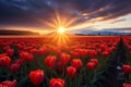 Majestic sunset radiating behind blooming red tulips in a picturesque field