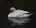 Majestic Swan Royalty Free Stock Photo